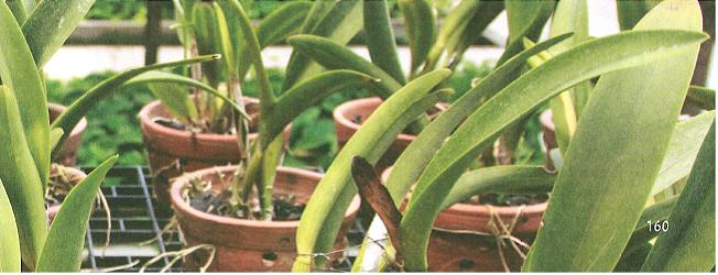 (בספר איור של נוגה ושביט משוחחים)